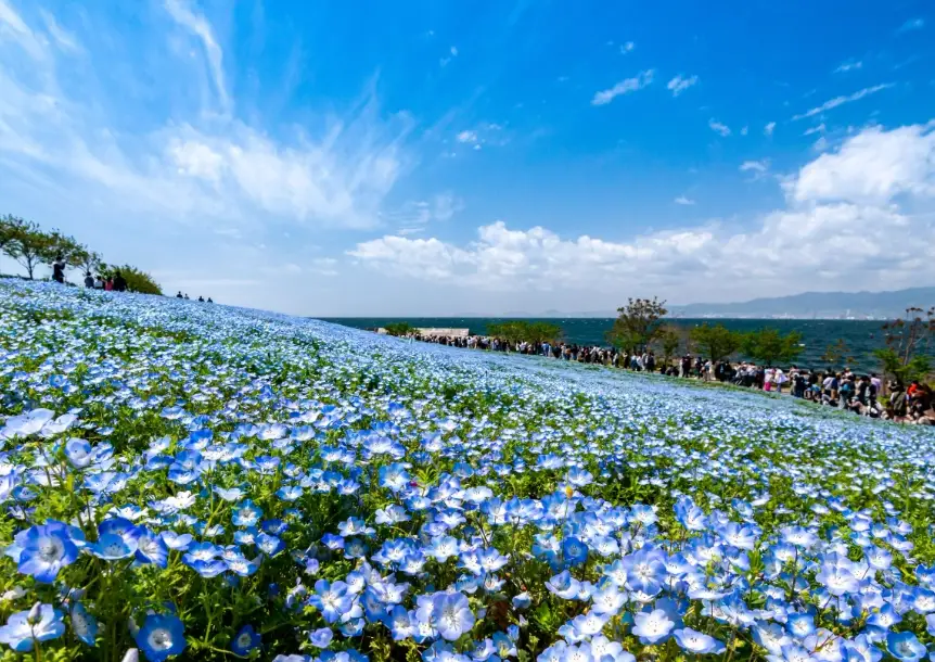 粉蝶花花海