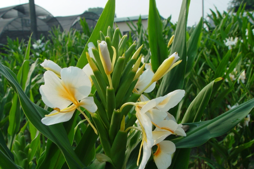 野薑花分株