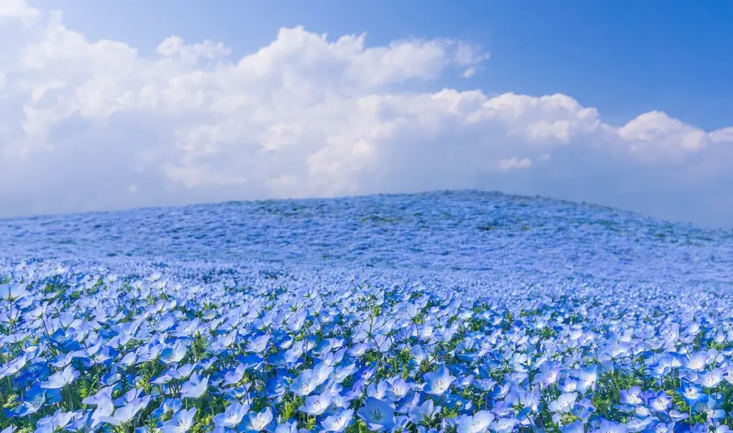 藍色粉蝶花