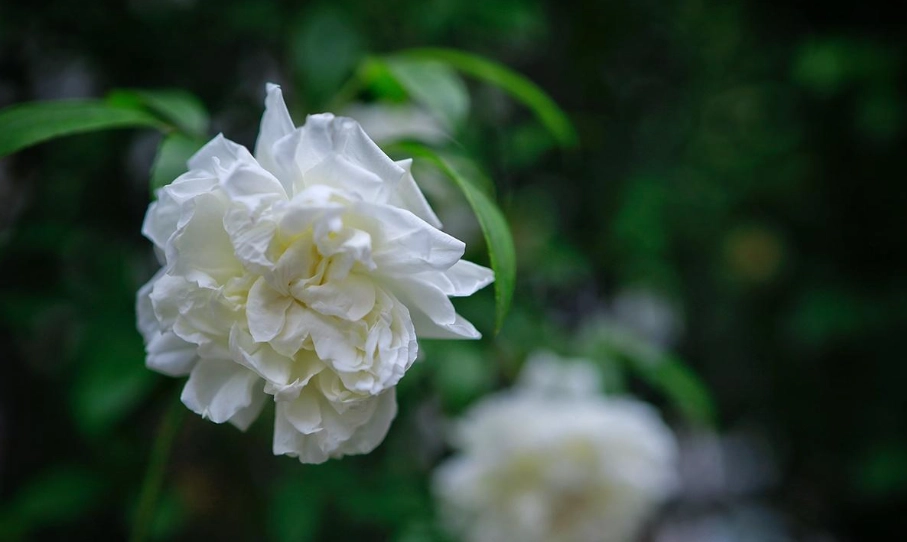 荼蘼花 意思