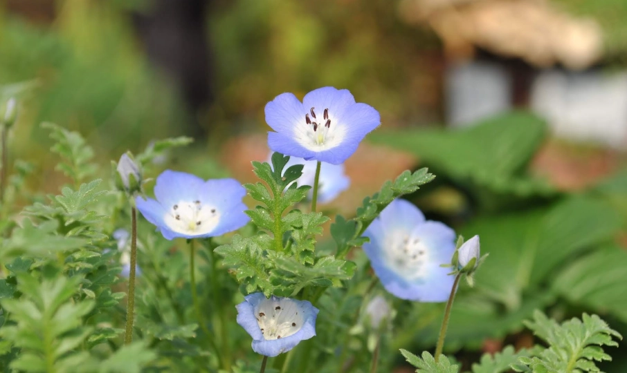 粉蝶花種植