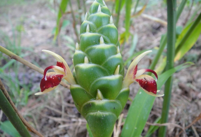 野薑花照顧
