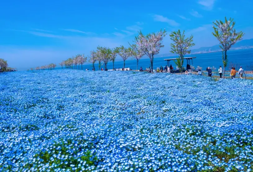 粉蝶花花海