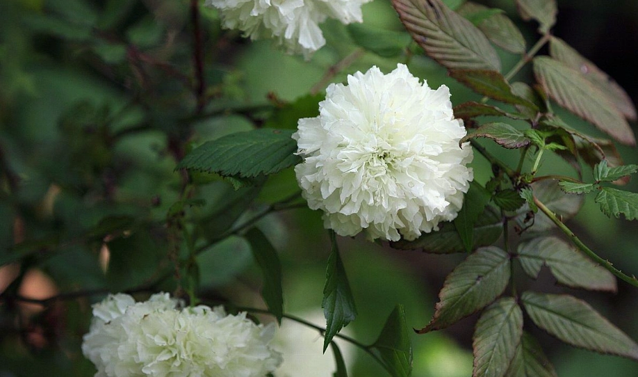 荼蘼 種植