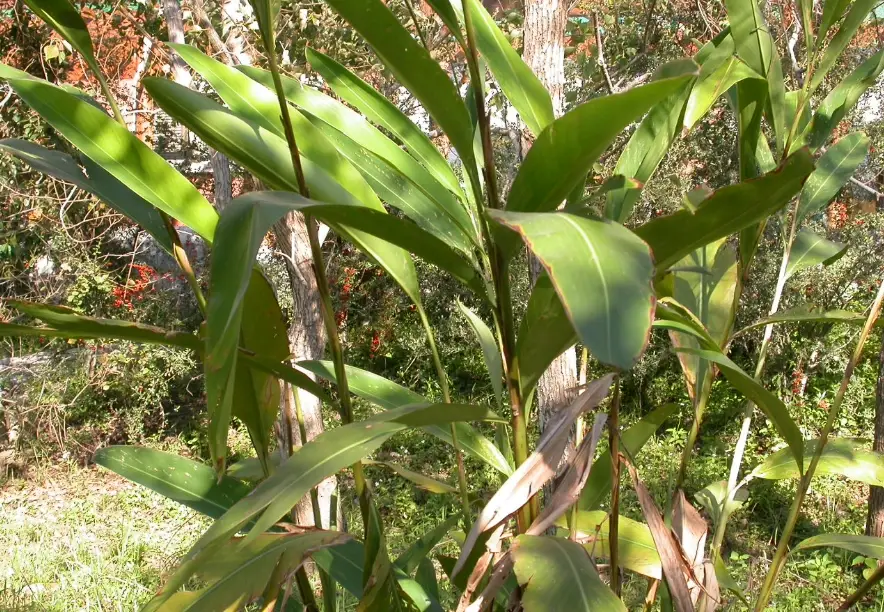 月桃葉茶