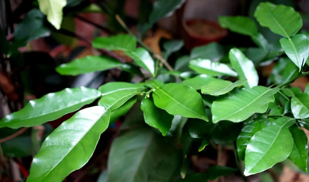 月桃葉茶