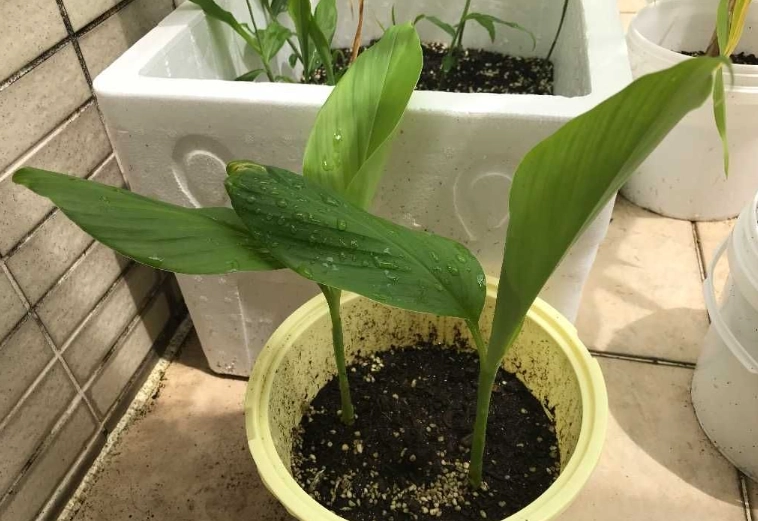 薑黃花料理 薑黃花料理