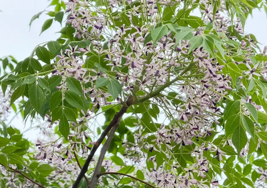 苦楝花期