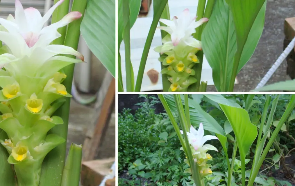 野薑花可以吃嗎 野薑花可以吃嗎