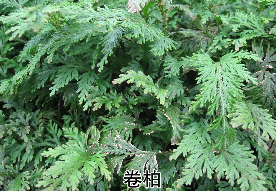 卷柏 種植