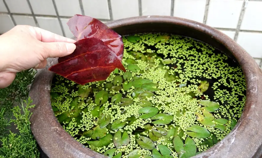欖仁葉用途