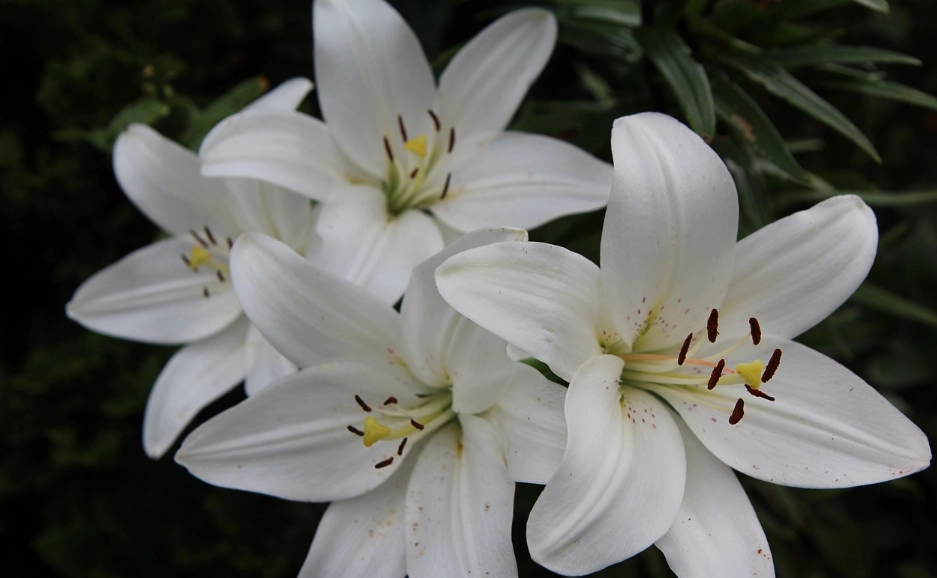 百合花朵數意義