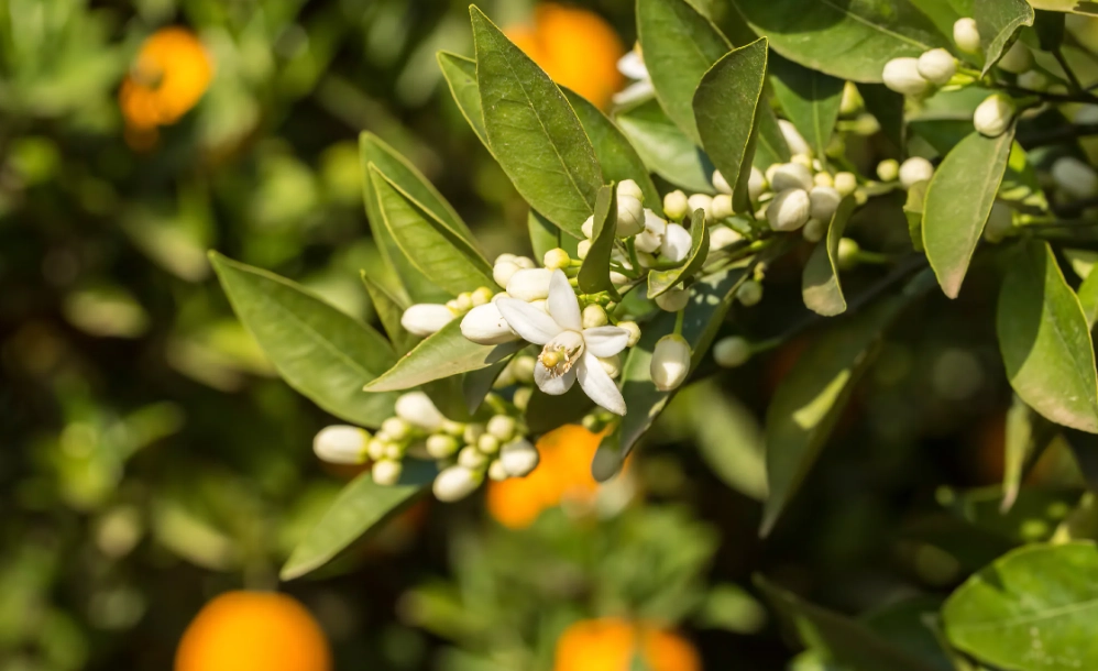 橙花種植 橙花種植