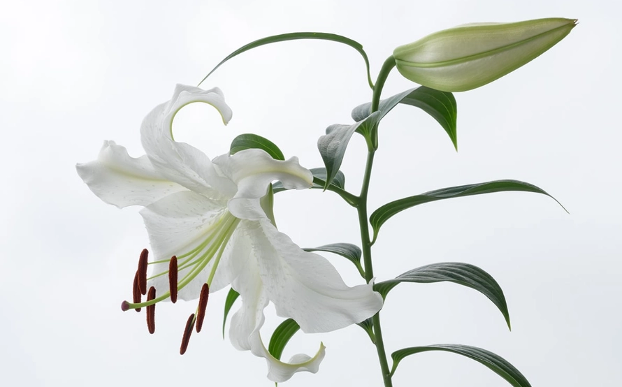 百合花朵數意義