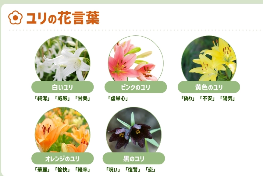 百合花顏色花語