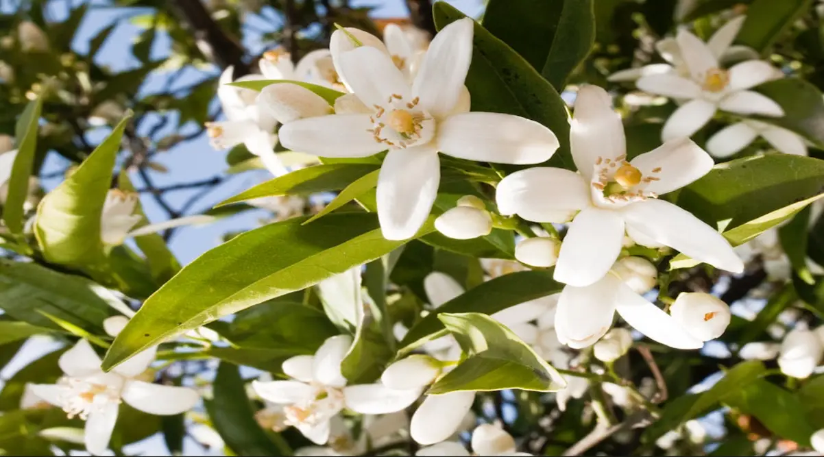 橙花精油 橙花精油