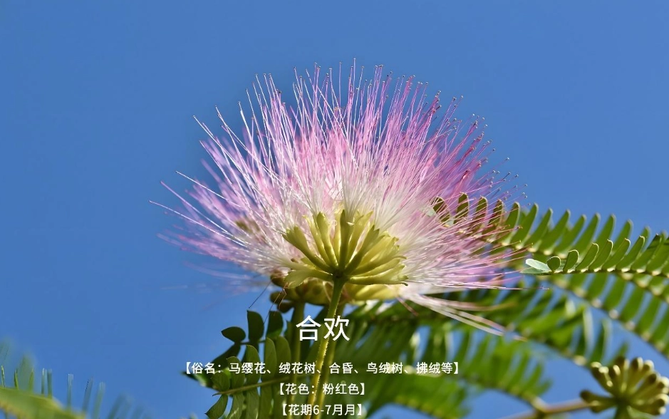 合歡花禁忌