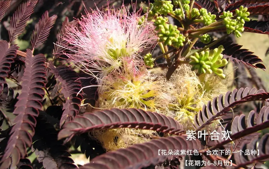 合歡花茶
