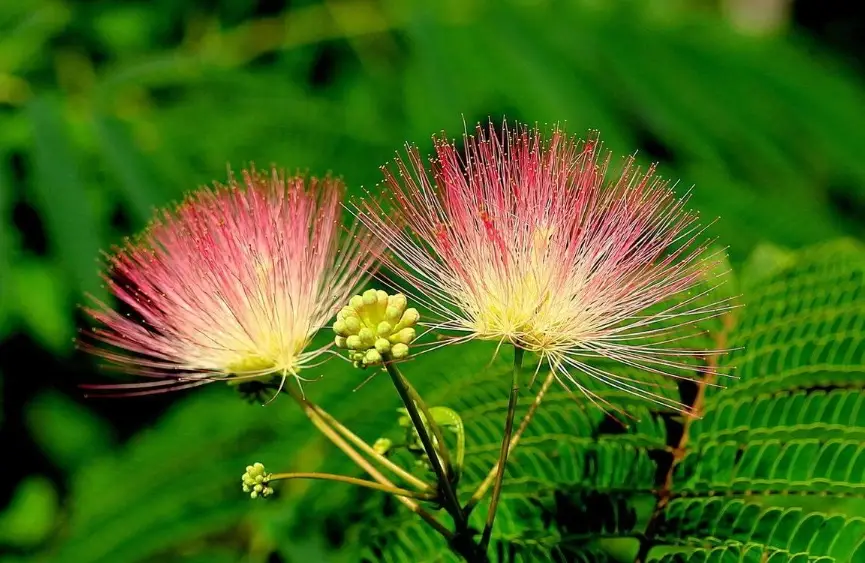 合歡花茶