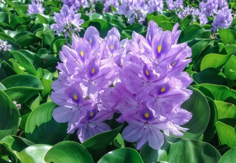 人工濕地 水生植物