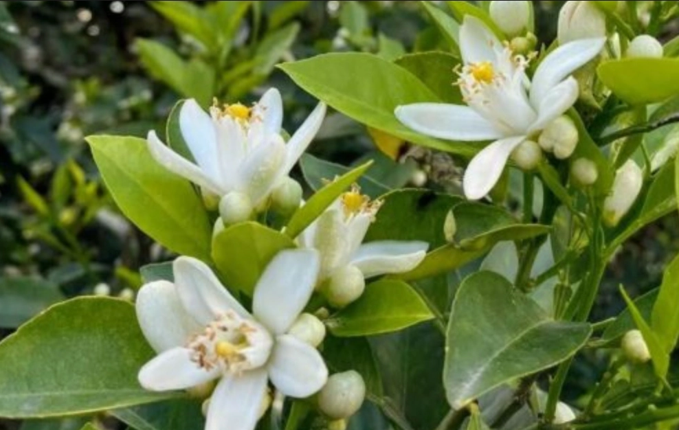 橙花精油 橙花精油