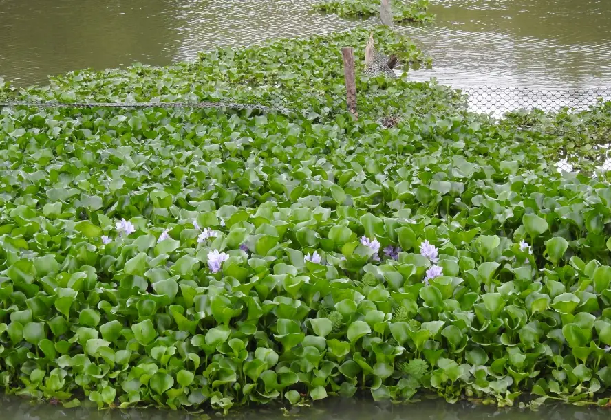 人工濕地 水生植物