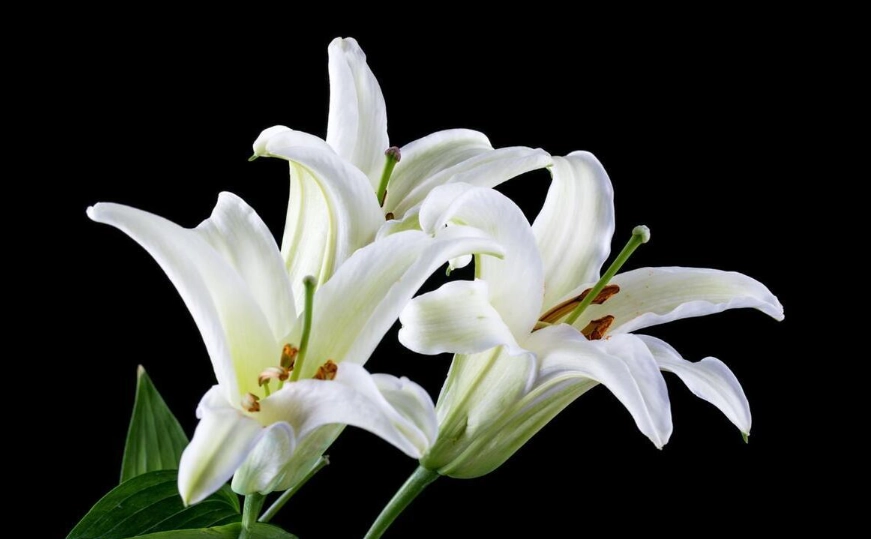 百合花顏色花語