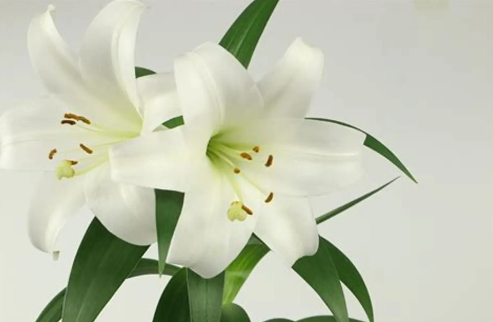 百合花朵數意義