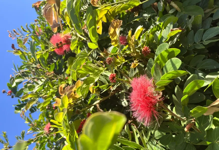 合歡花禁忌