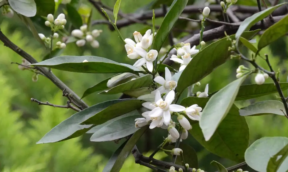 橙花精油 橙花精油