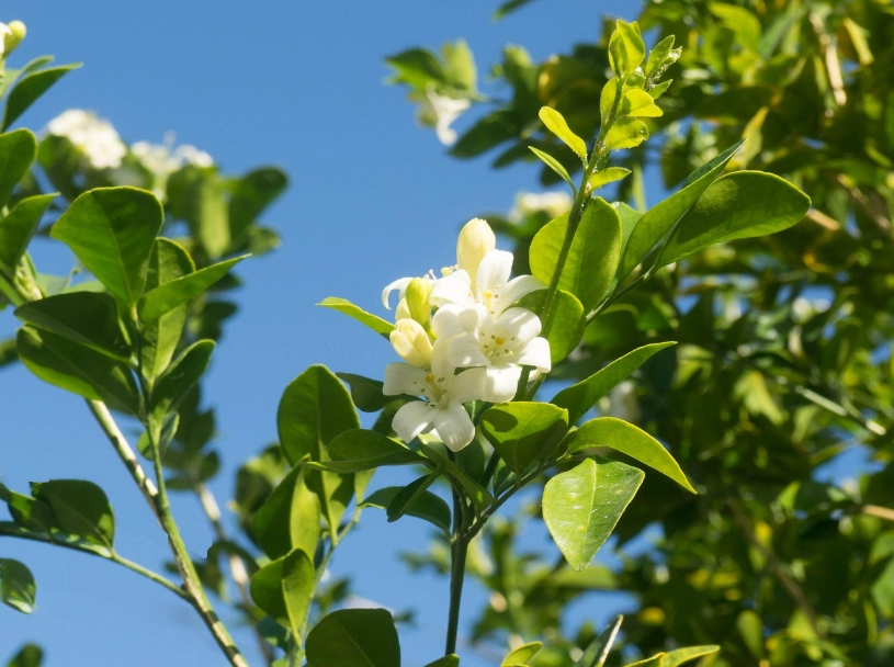橙花種植 橙花種植