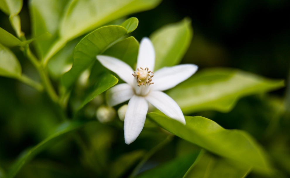 橙花種植 橙花種植