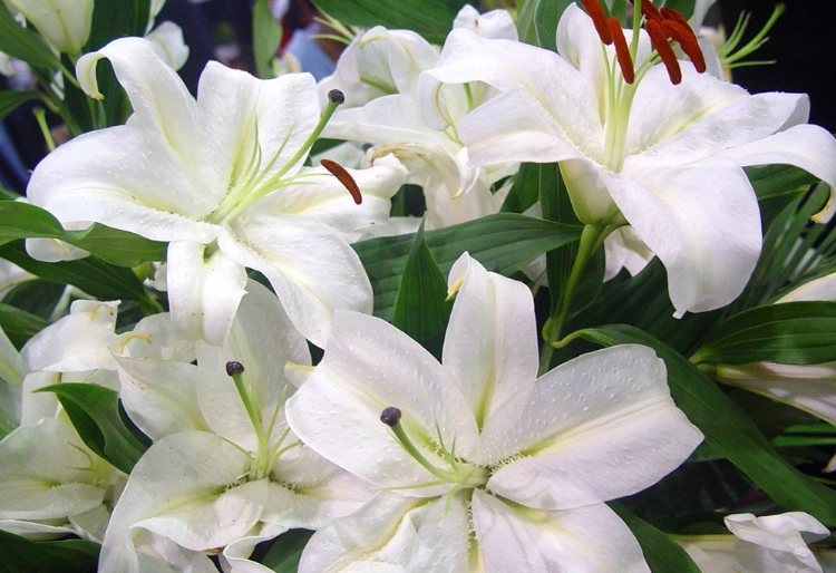 百合花朵數意義