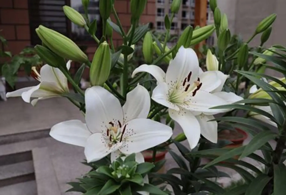 百合花顏色花語