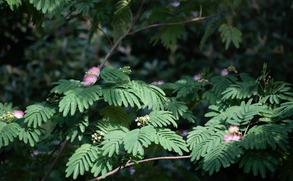 合歡花茶