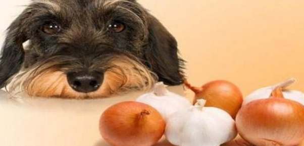 狗飲食安全 狗飲食安全