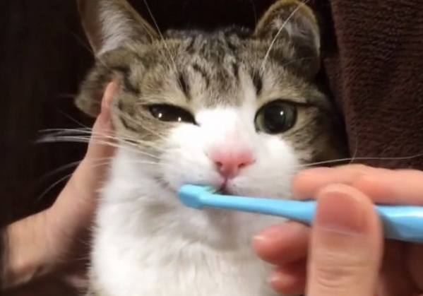 貓咪口腔保健