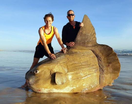 翻車魚水族館 翻車魚水族館