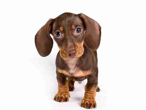 臘腸狗健康問題