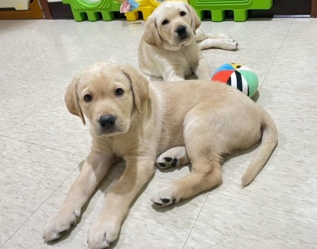 一年期寵物託管 一年期寵物託管