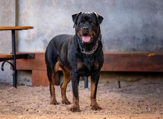 羅威納斷尾利弊 羅威納斷尾利弊