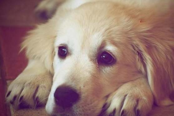 毛囊炎會傳染嗎