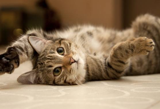 小貓離開母貓時間 小貓離開母貓時間