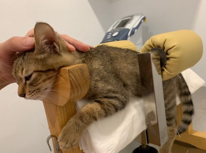 貓針灸價格 貓針灸價格