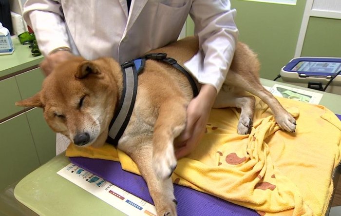 寵物針灸風險 寵物針灸風險