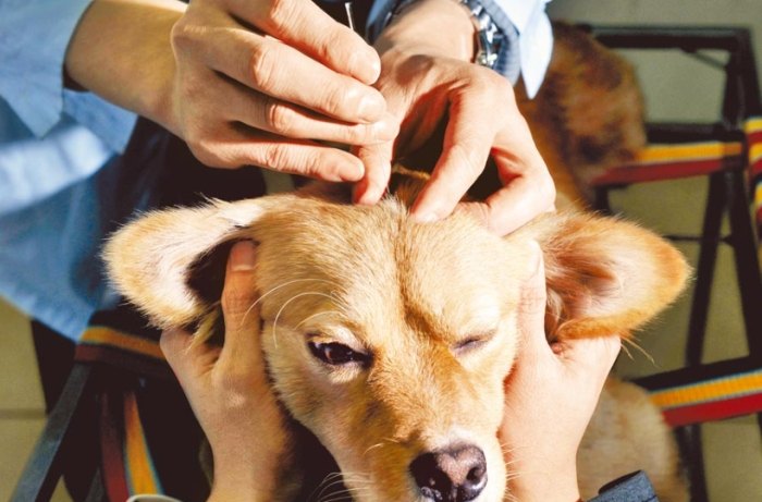 寵物針灸風險 寵物針灸風險