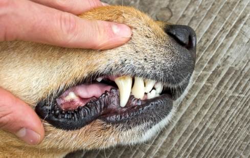 狗牙健康 狗牙健康