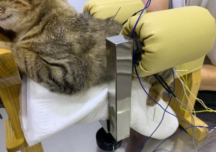 貓針灸價格 貓針灸價格