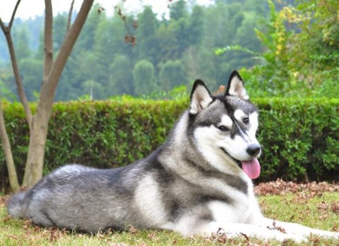 哈士奇饲养难度 哈士奇饲养难度