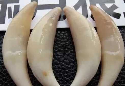 狗狗牙齒問題 狗狗牙齒問題